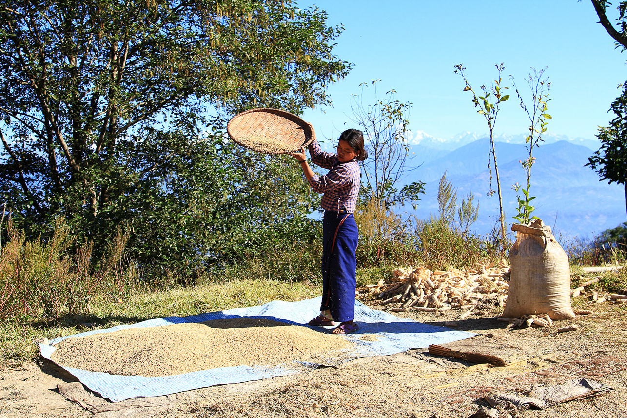 Harvesting of rice.