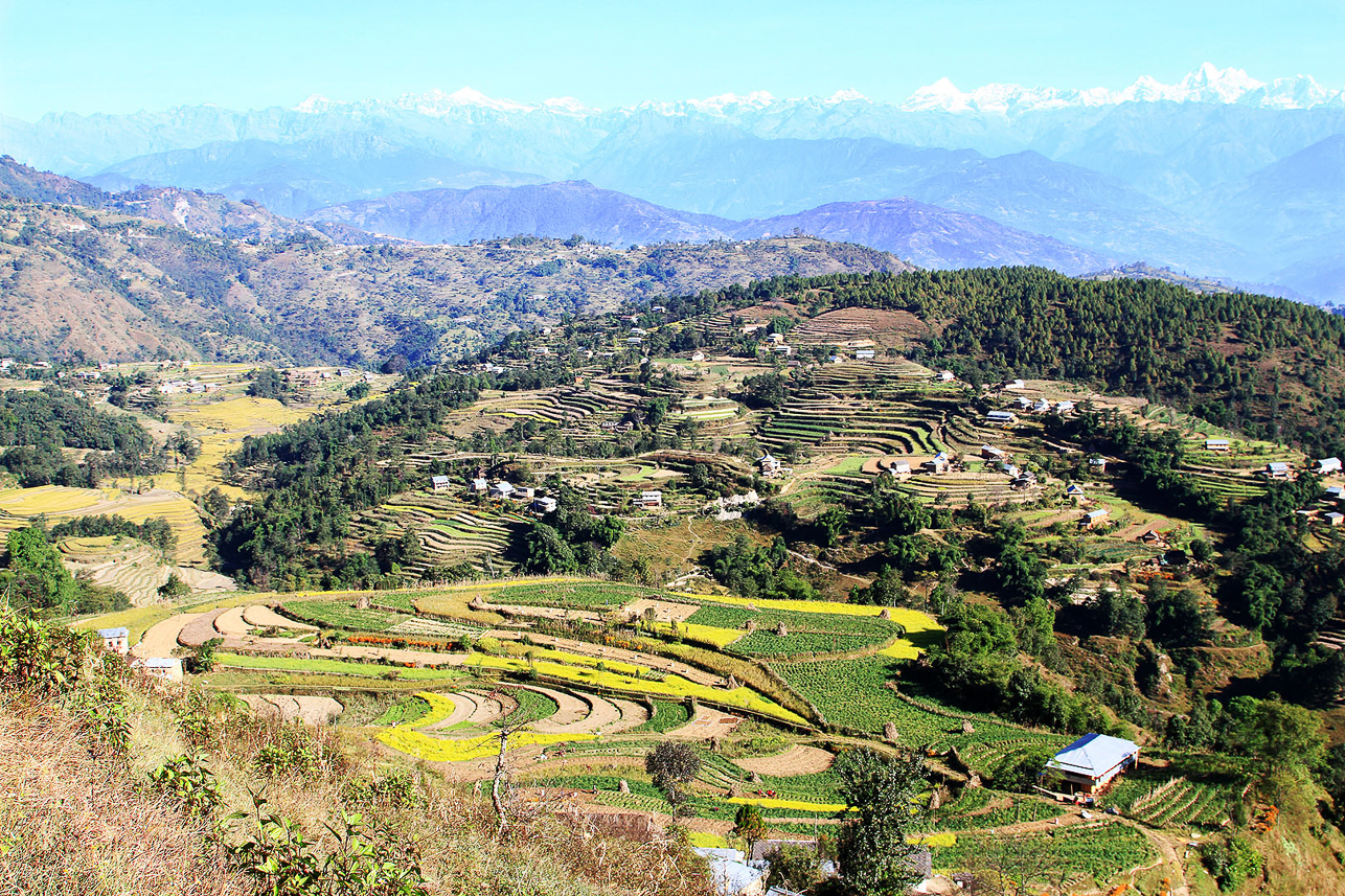 Beautiful landscape with yellow mustard fields.