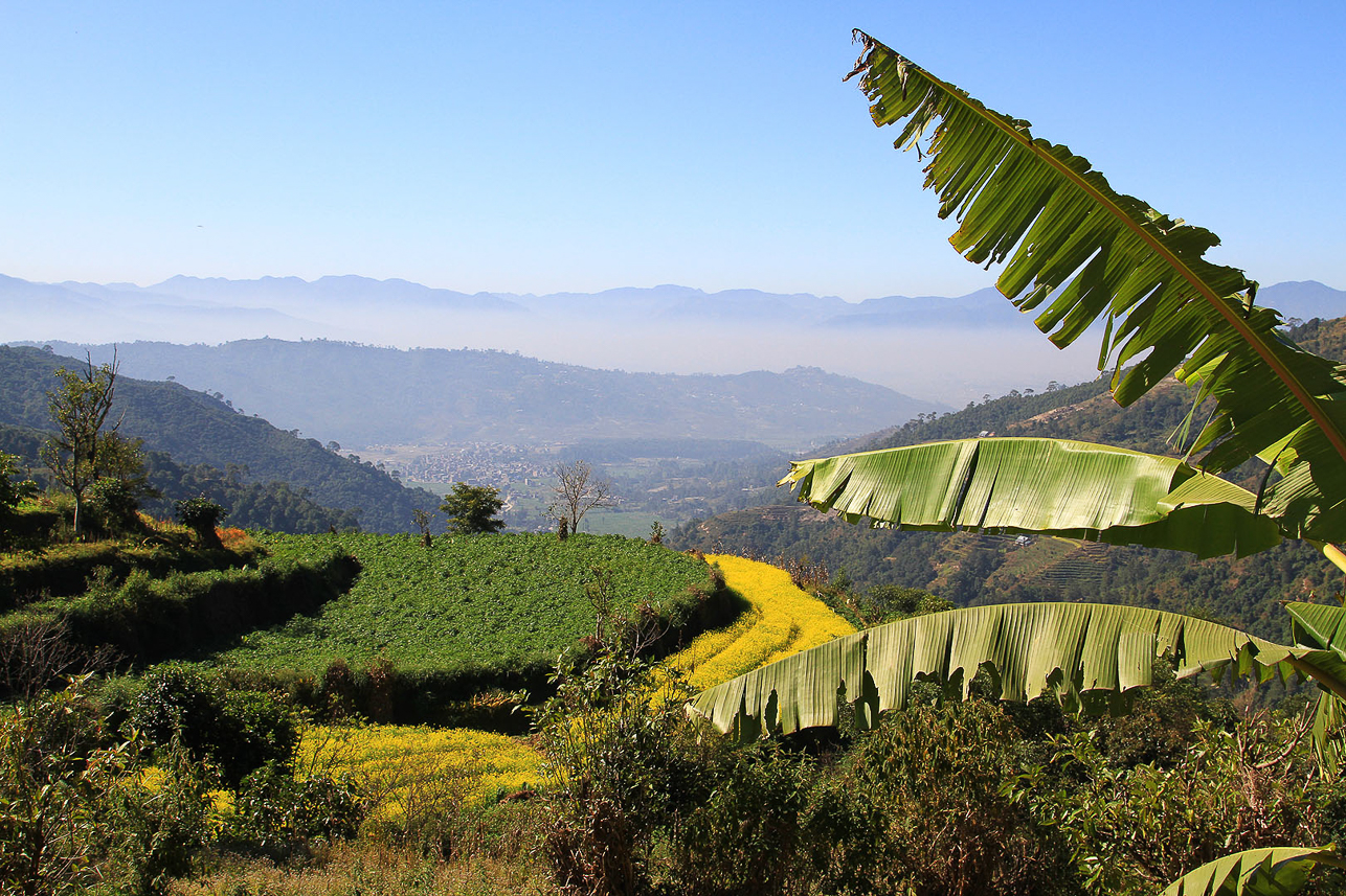 View along the path, mustard fields.