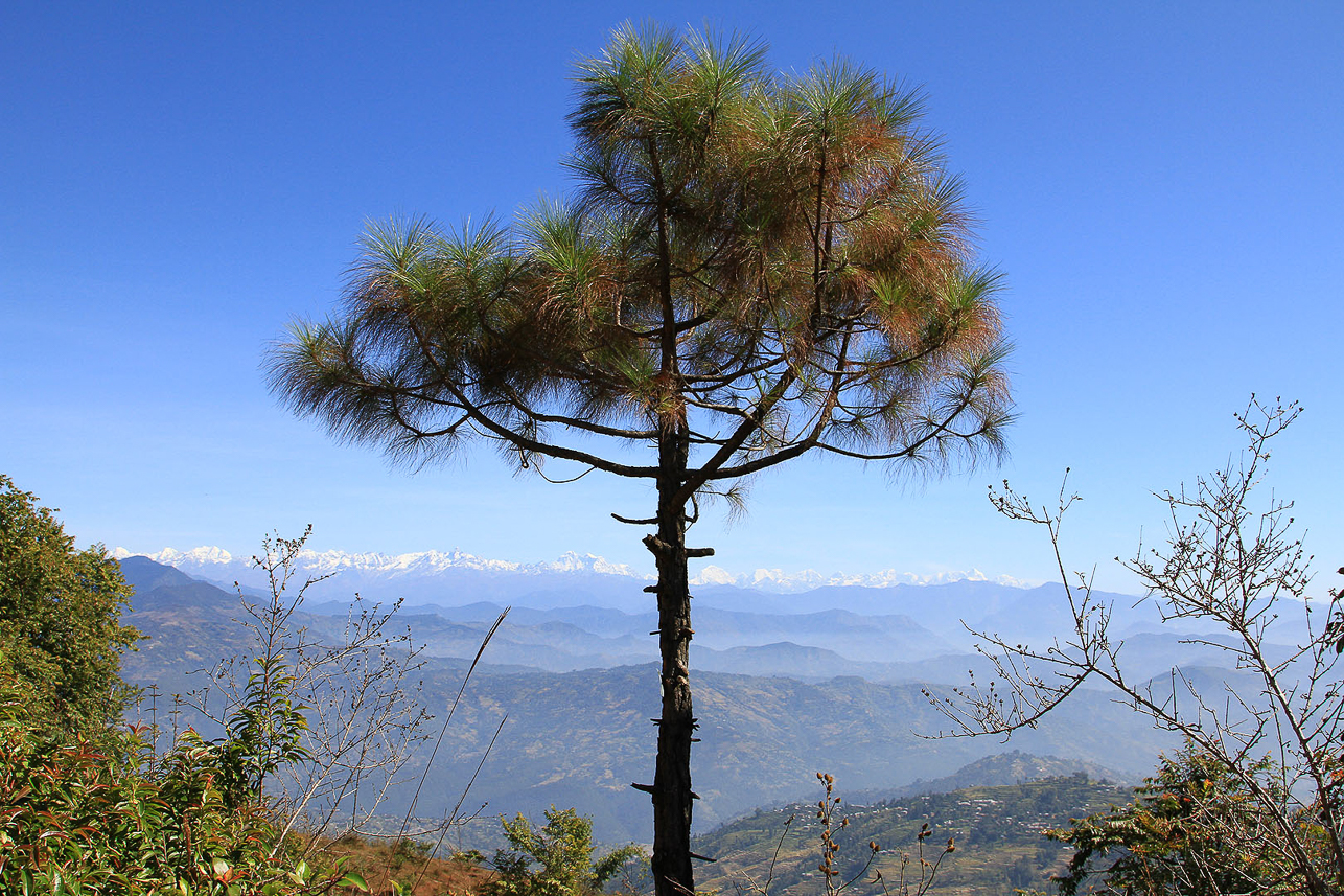 Tree view.