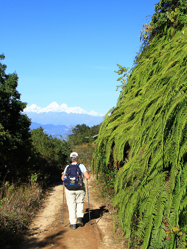 Ferns along the path.