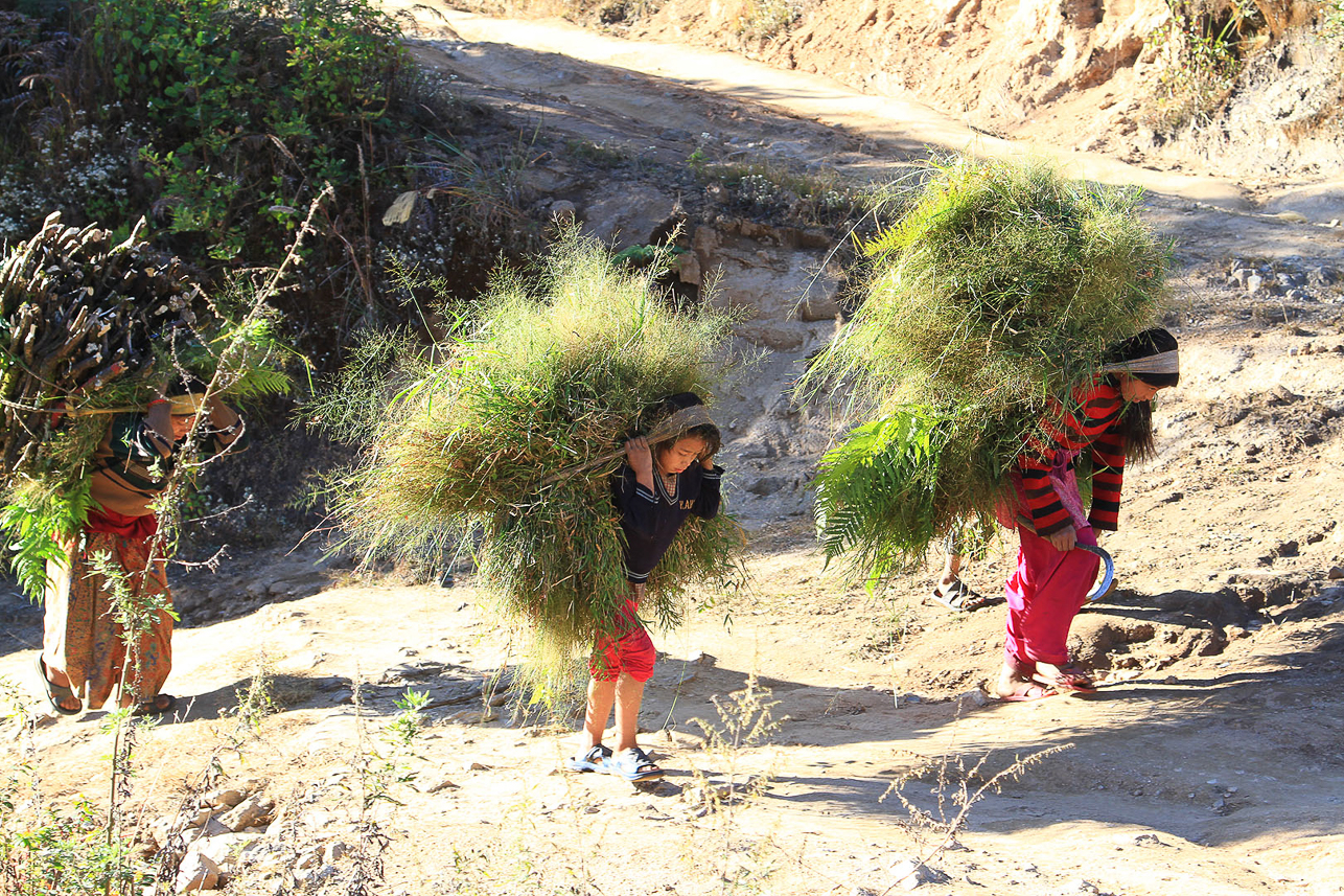 Carrying grass and fuel.