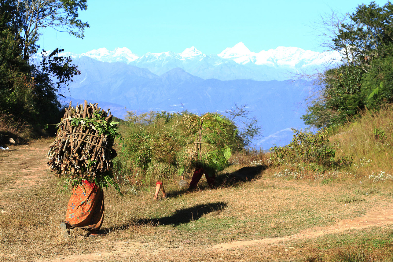 Carrying grass and fuel.