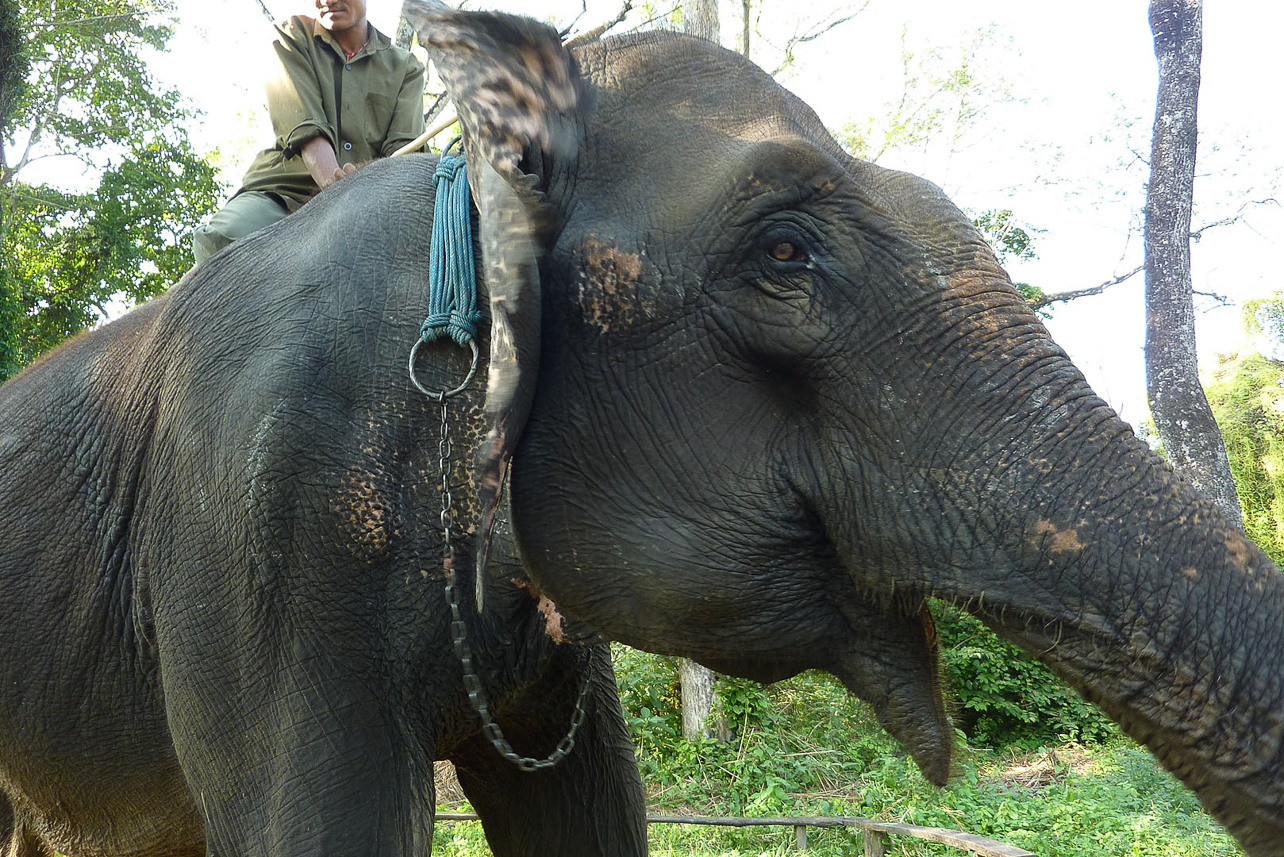 Elephant in Chitwan.