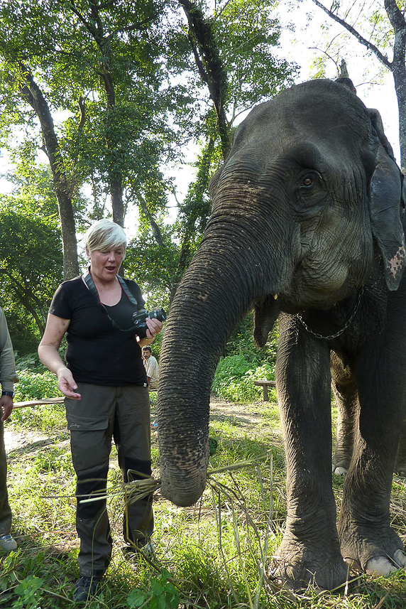 The elephant performs actions for Sigbritt.