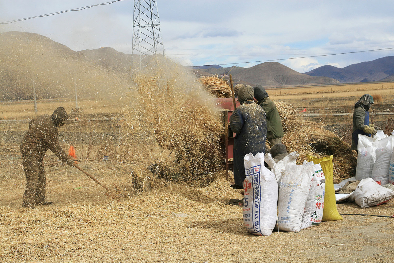 Harvesting highland barley outside Nagartse.