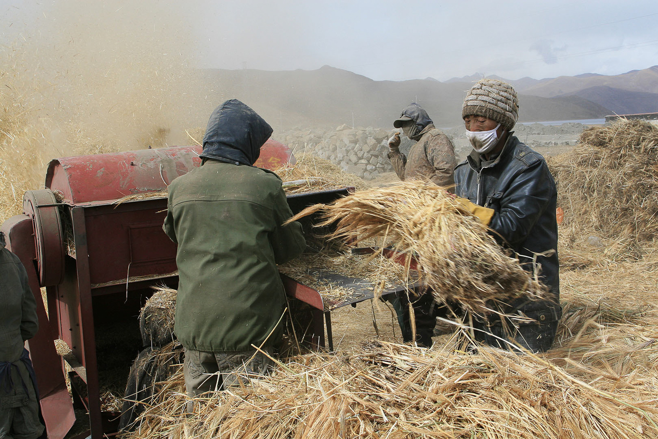 Harvesting highland barley outside Nagartse.