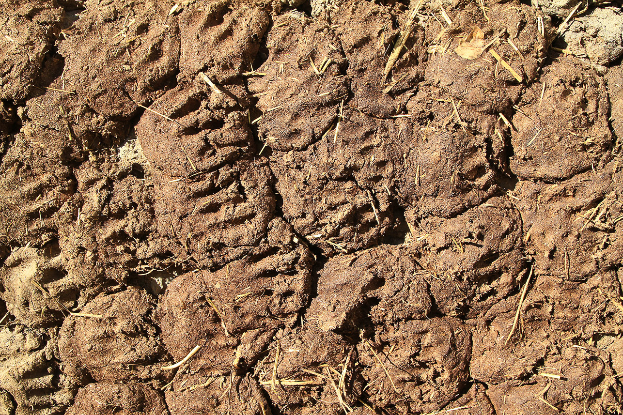 Drying yak dung.