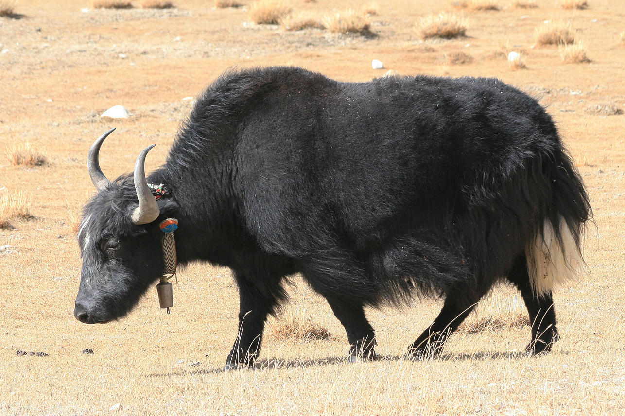 Yak. They want cold (less than 15 degrees) and height (more then 3-4000 m).