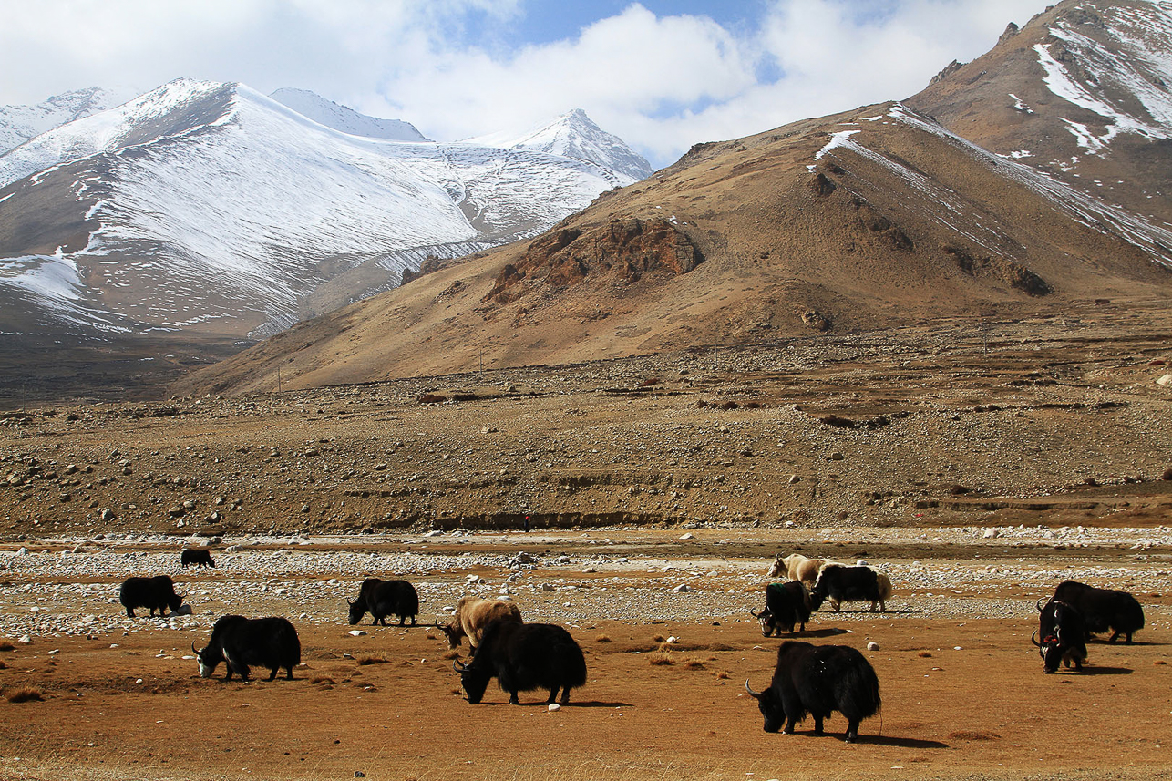 Yaks on the Tibetan plateau.