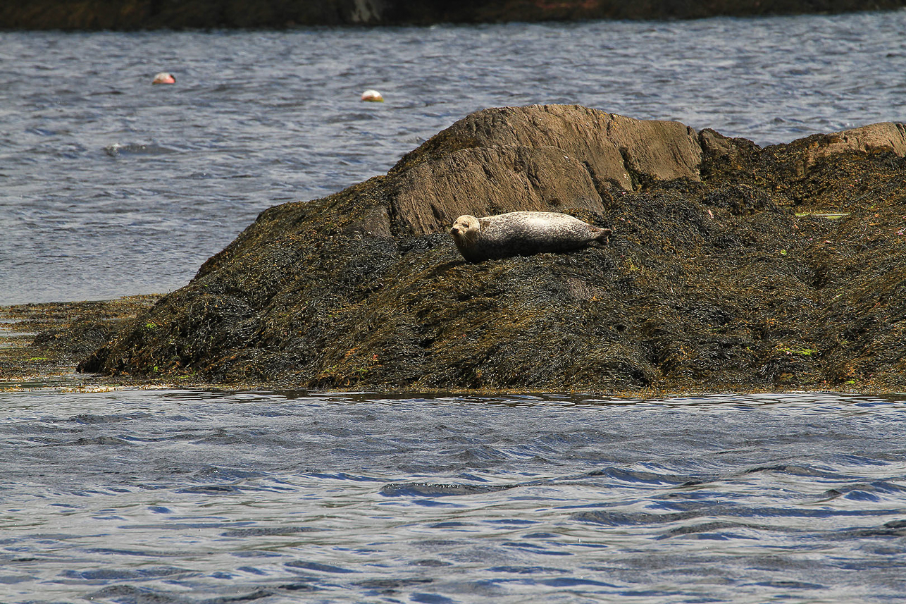 Seal rocks at Glengariff