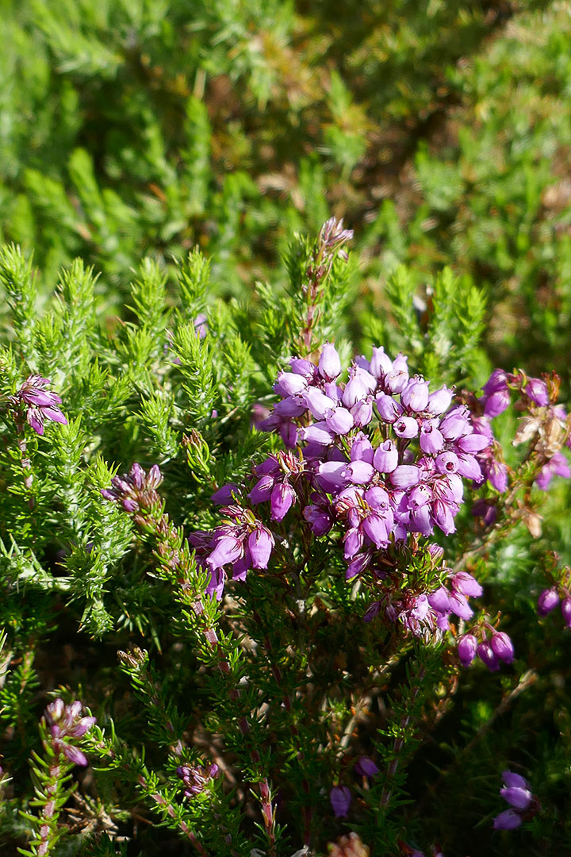 Heather is blooming