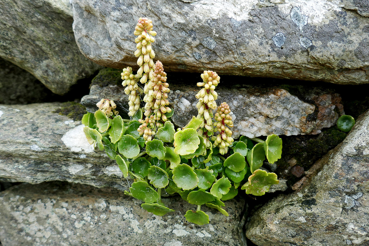 Pennywort