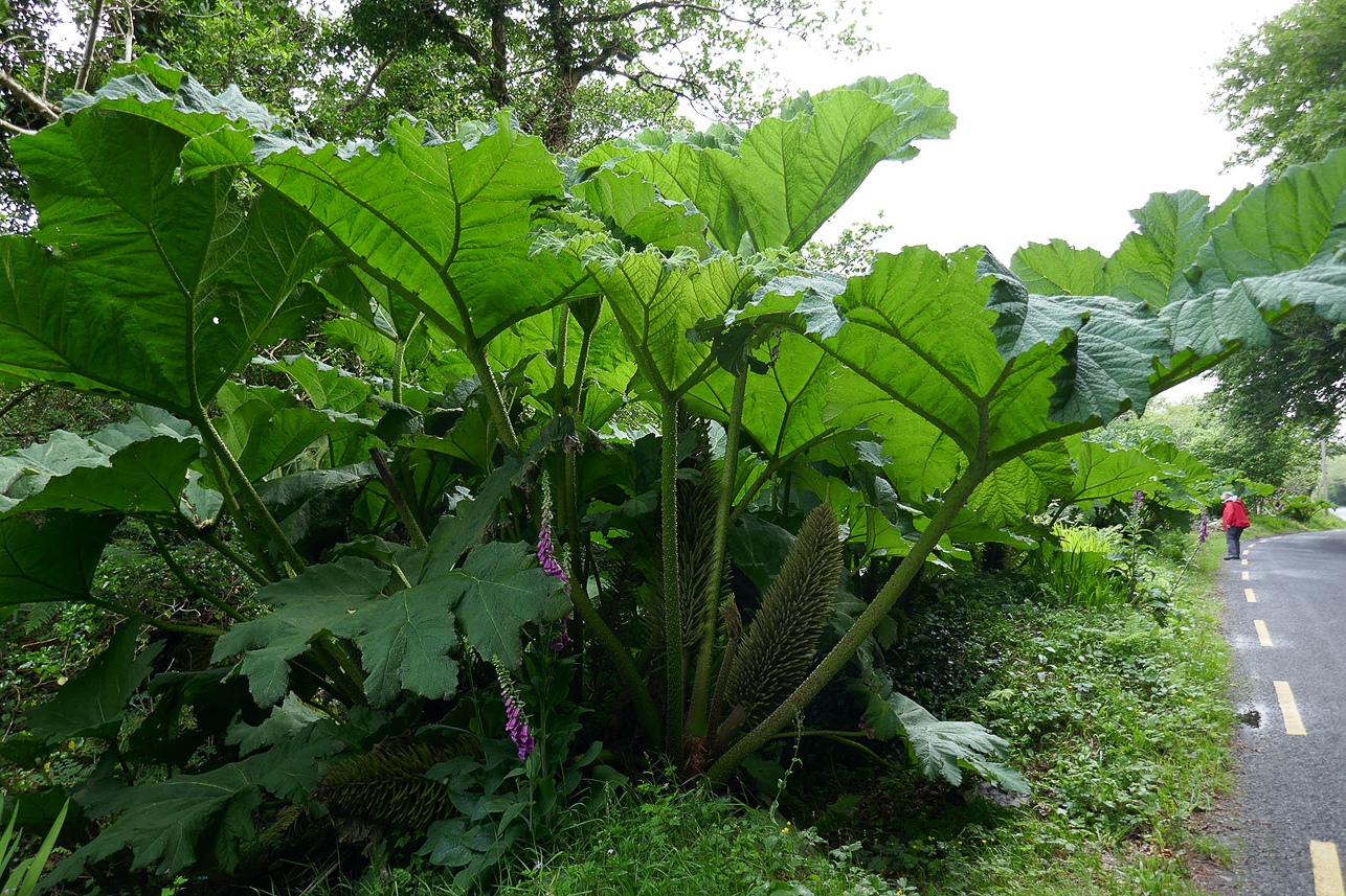 Giant Rhubarb