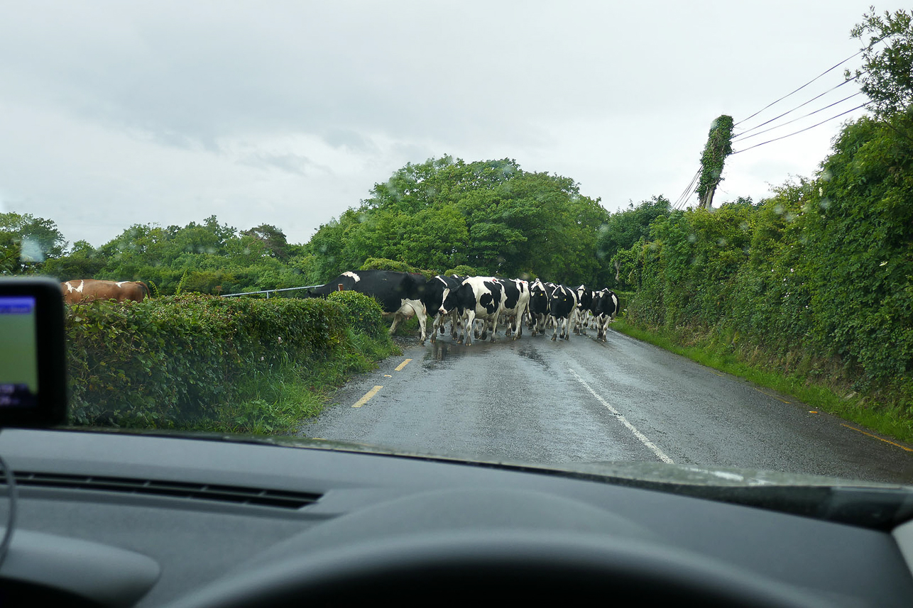 Cows on the road