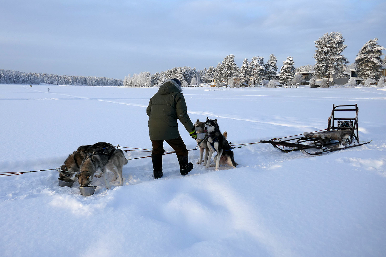 Dog sleds on the lake