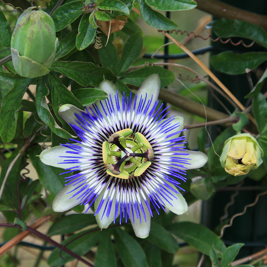 Passion fruit flower.