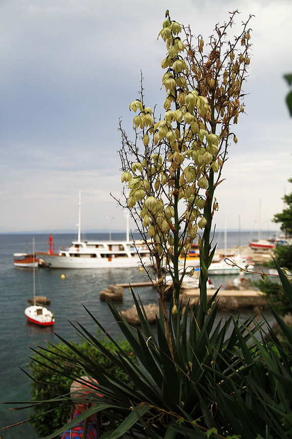 Yucca gloriosa