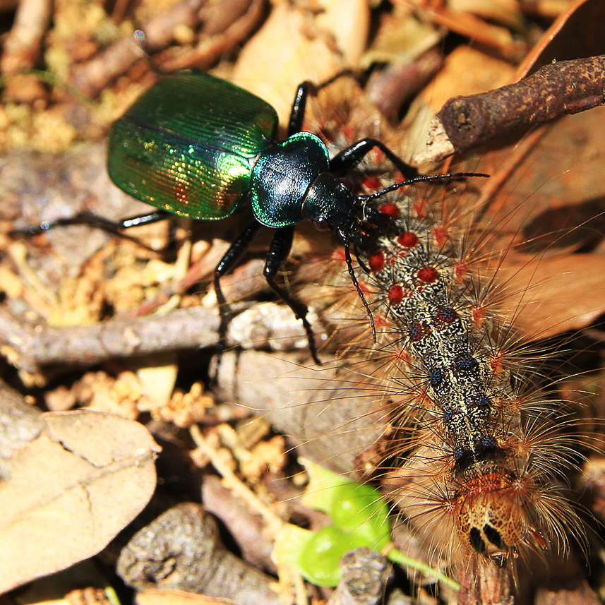 Mmm, tastes good. No chance for the young butterfly larvae.