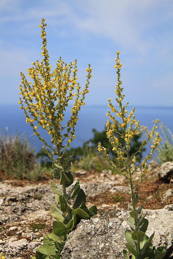 Mullein ?