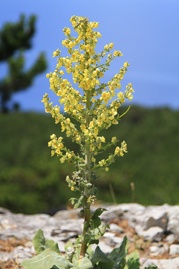 Mullein?