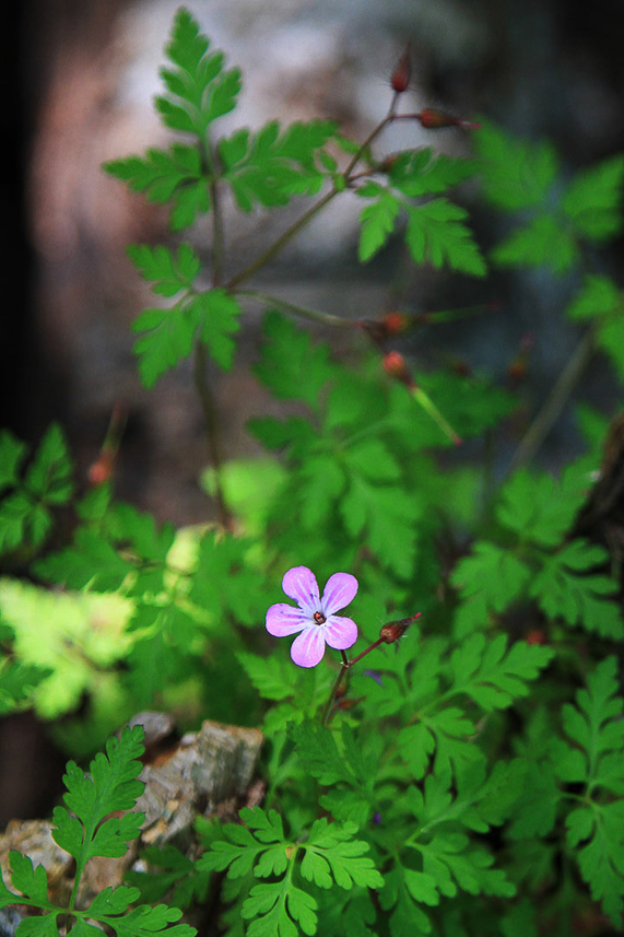 Geranium.