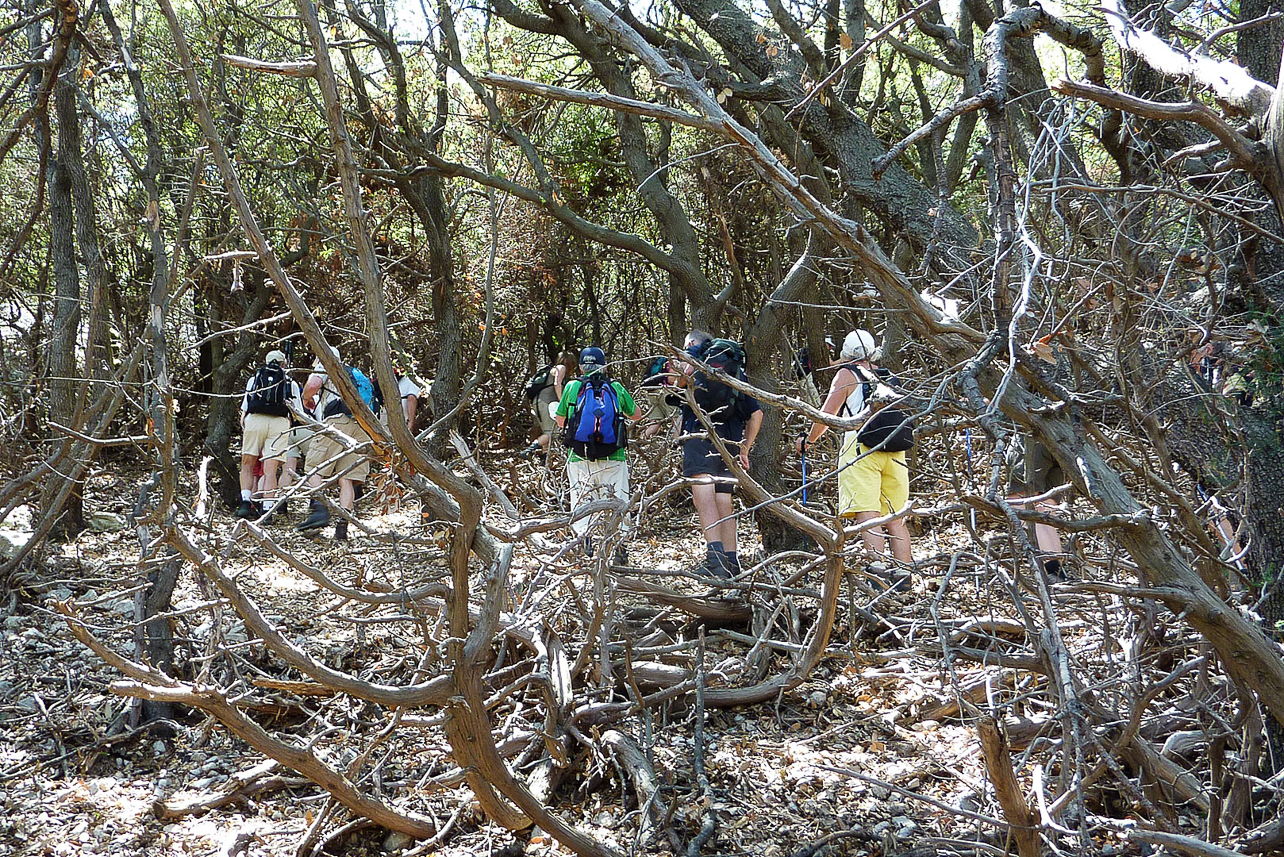 Walking through the forest.