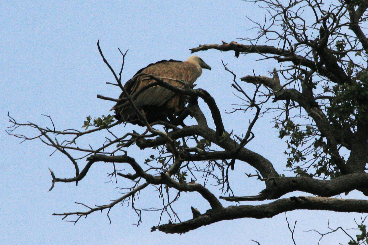 The rare Griffon Vulture, Europe's largest bird with almost 3 meters wingspan.