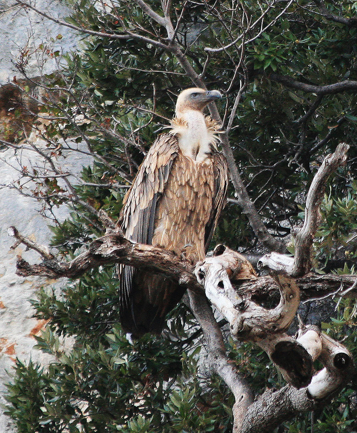 Griffon Vulture, right hand profile.