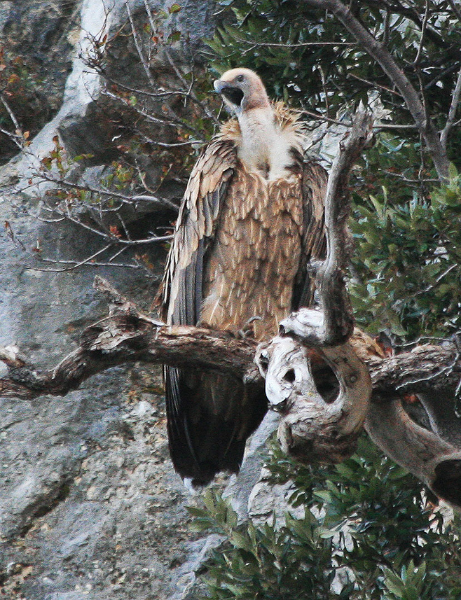 Griffon Vulture, with a balloon in its face.