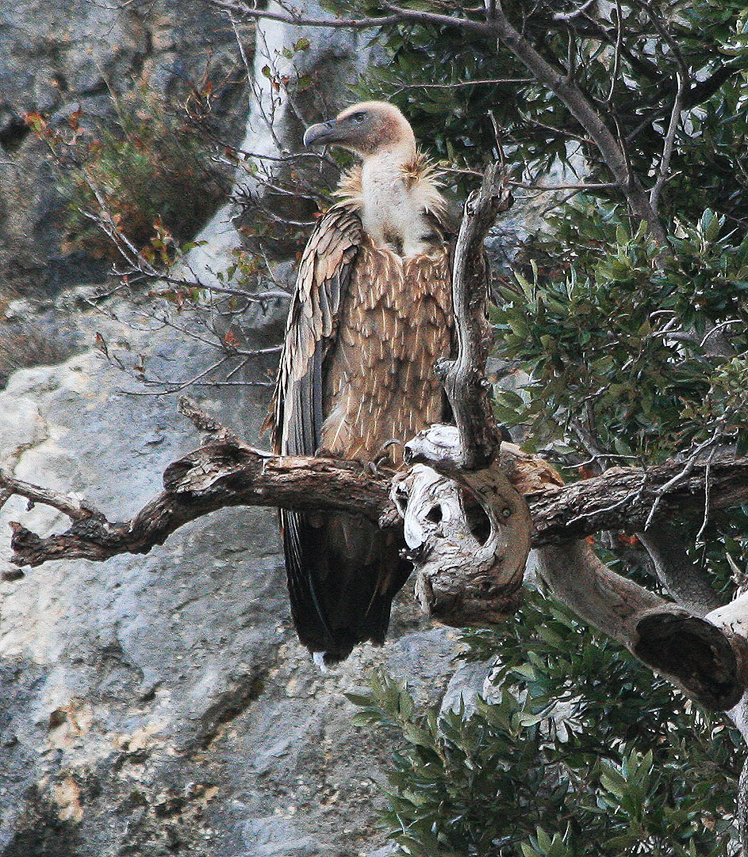 Griffon Vulture, left hand profile.