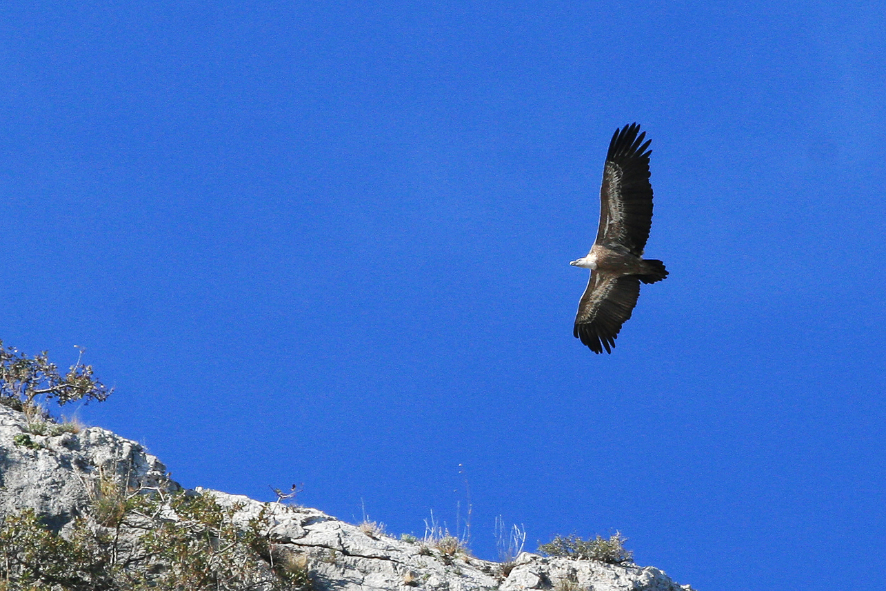 Griffon Vulture.