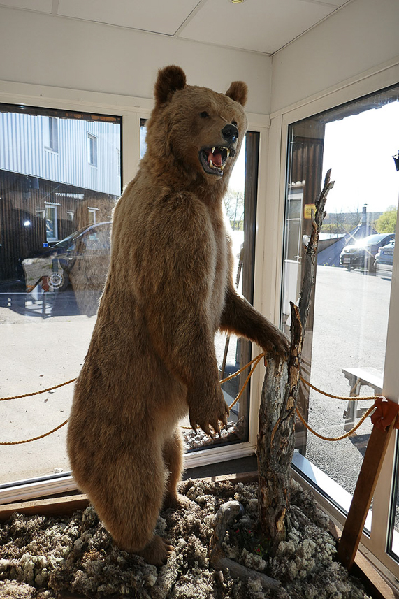 Brown bear in the lobby