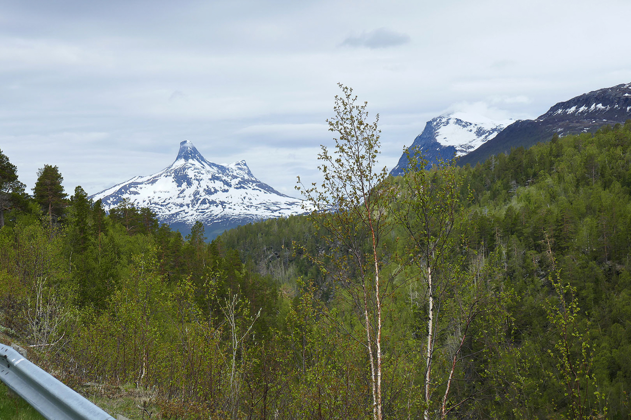 Fresh greenery and snow close to the Norwegian border