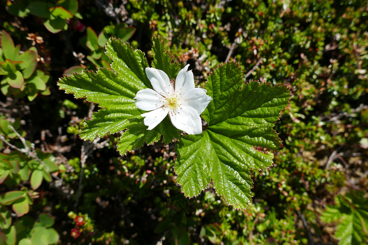 Cloudberry flower