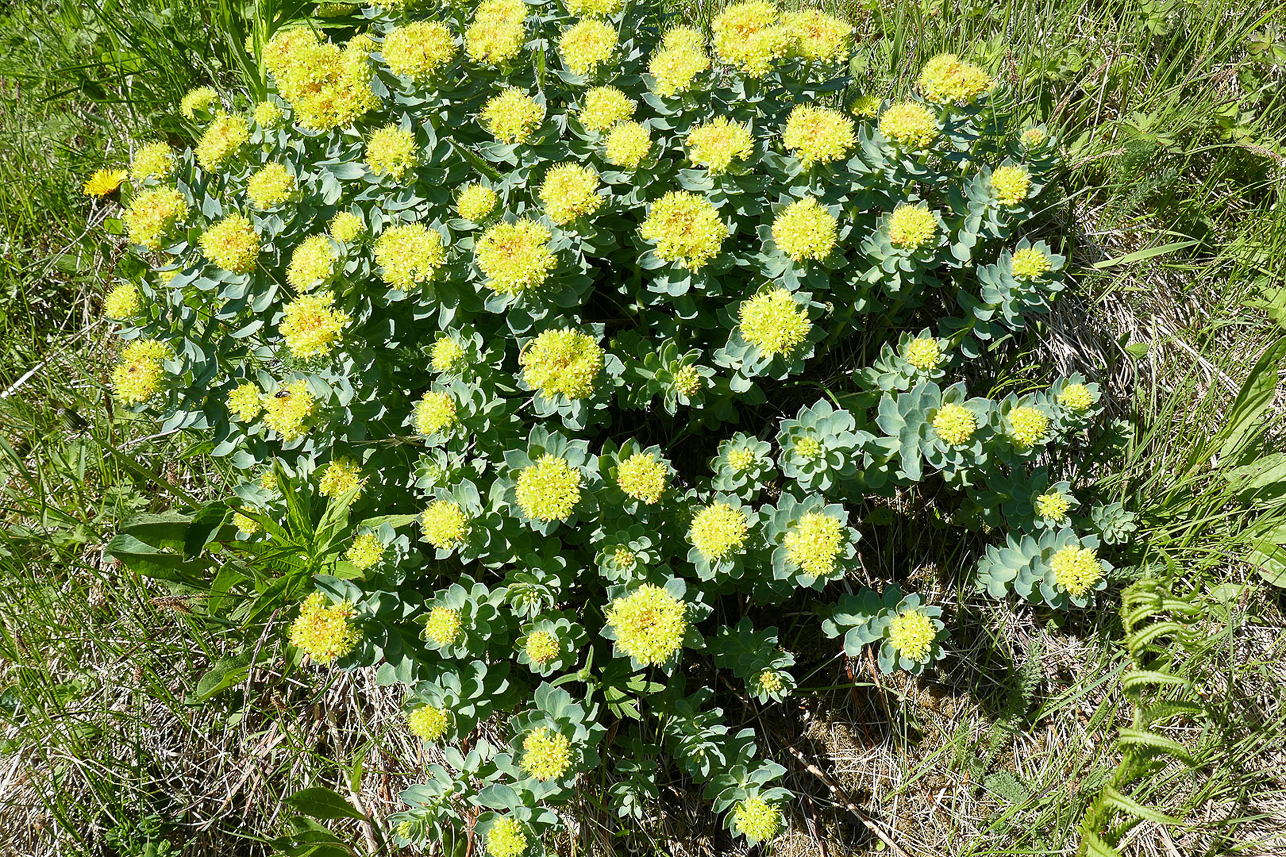 Rosenrot (Rhodiola rosea), golden/rose/arctic root