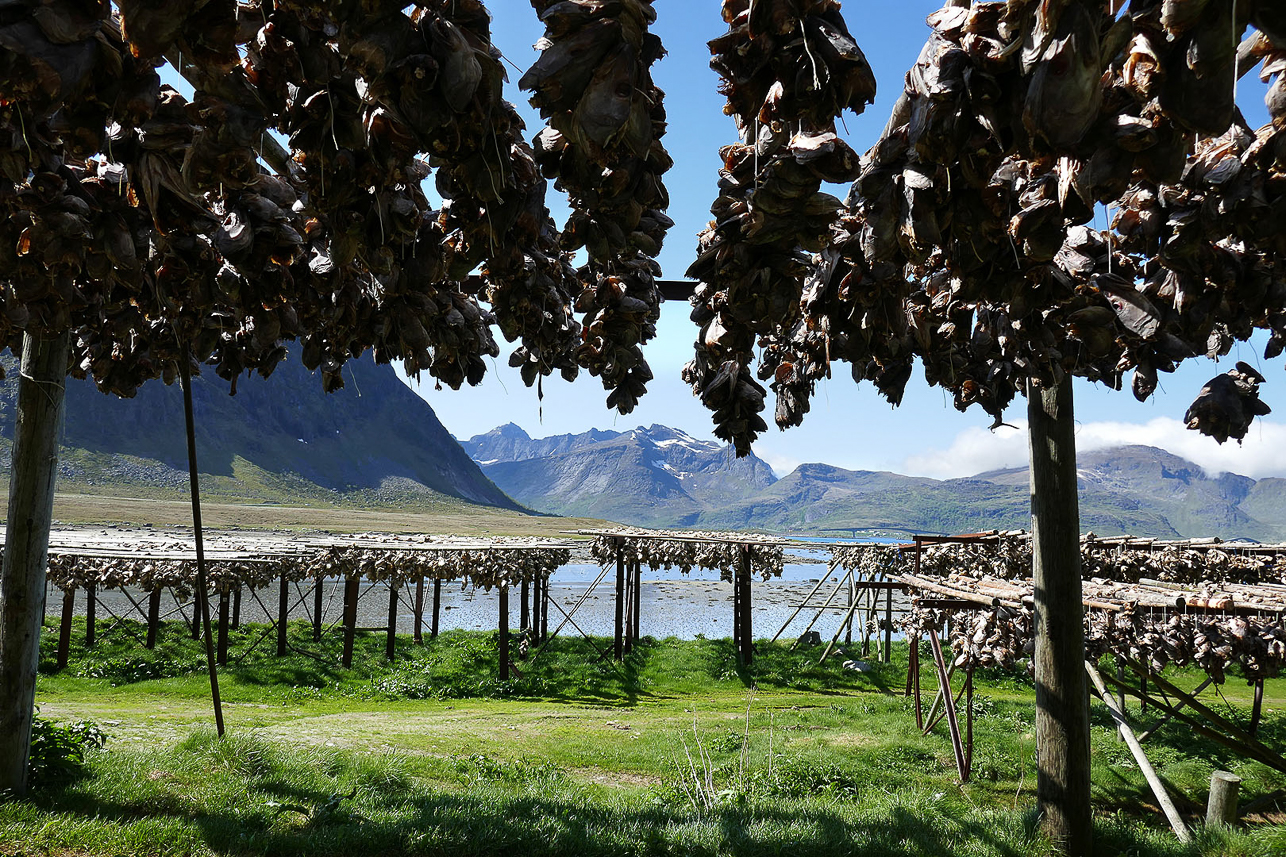 Drying fish