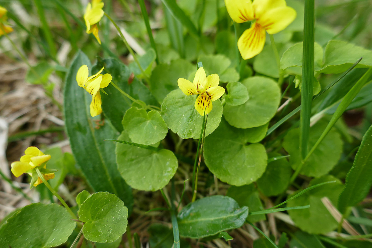 Fjällviol (Viola biflora), Arctic yellow violet