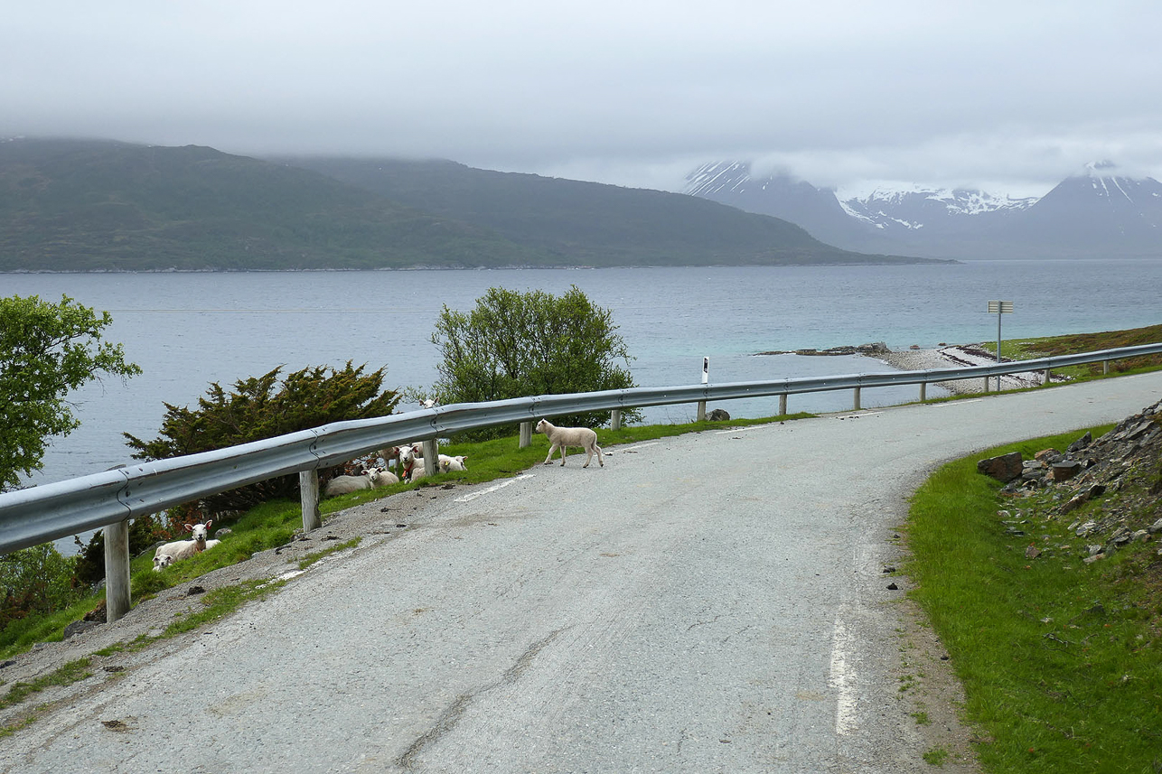 Sheep on the road on Kveöya