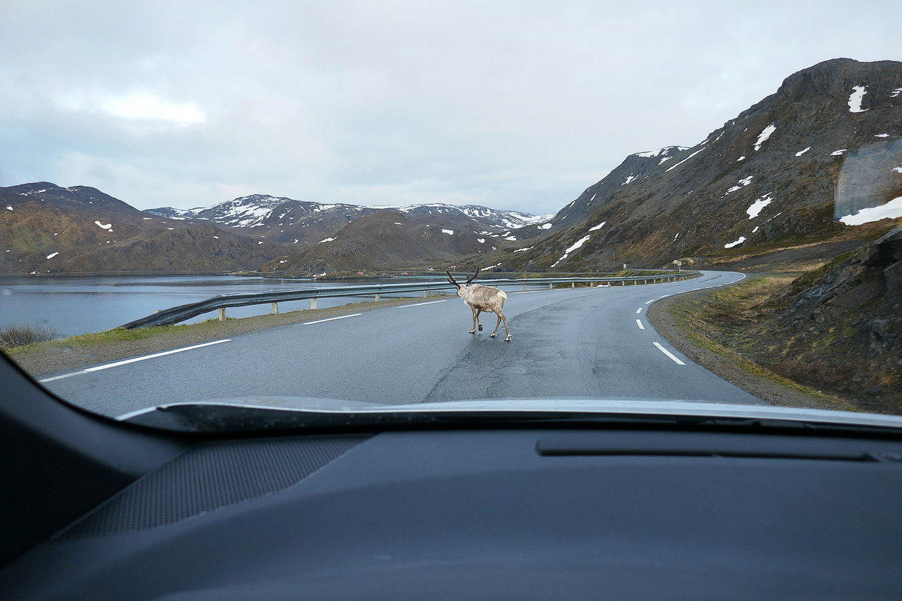 Meeting with a reindeer in the middle of the night