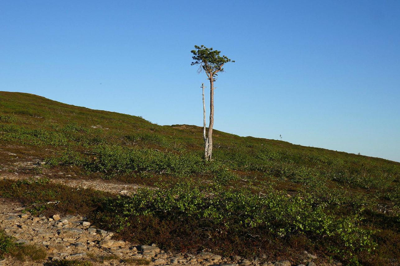 Lonely tree