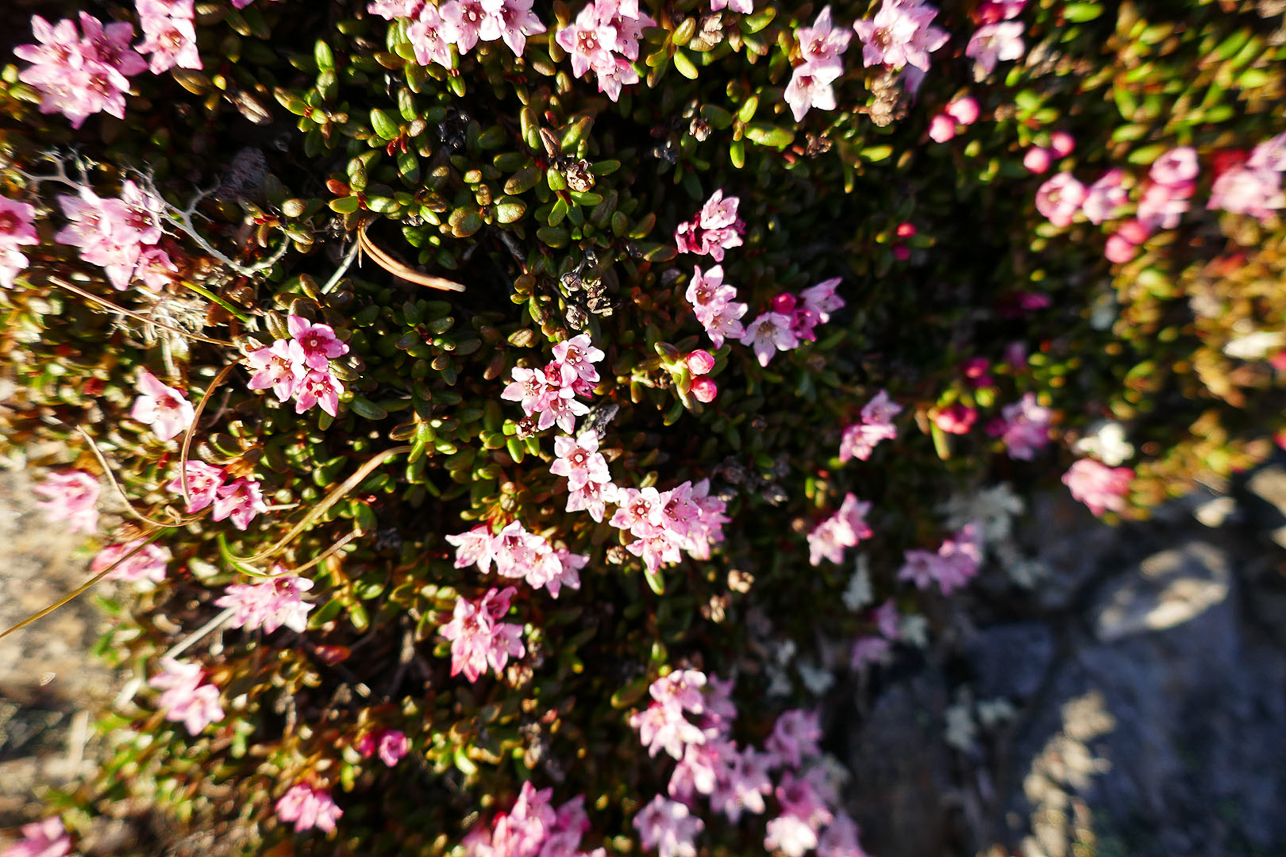 Purpurbräcka (Saxifraga oppositifolia), Purple Mountain Saxifrage