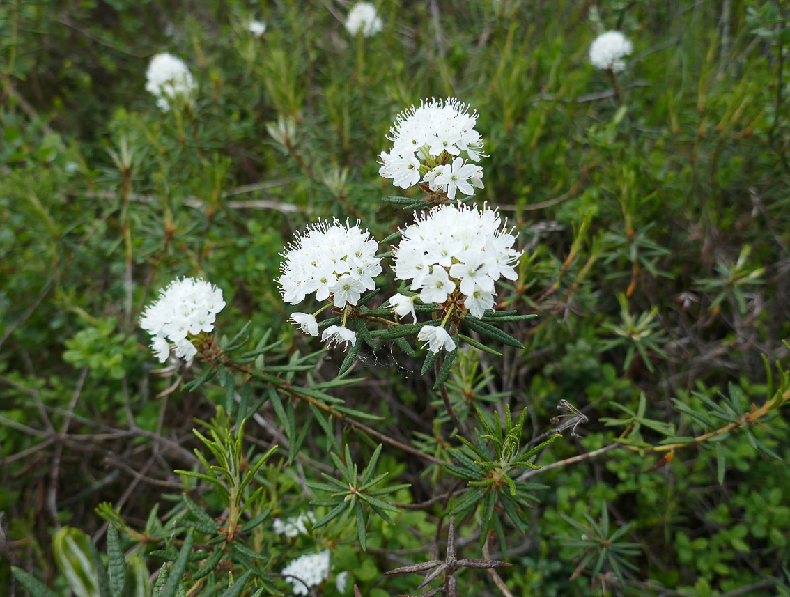 Skvattram (Rhododendron tomentosum), Marsh Labrador Herb