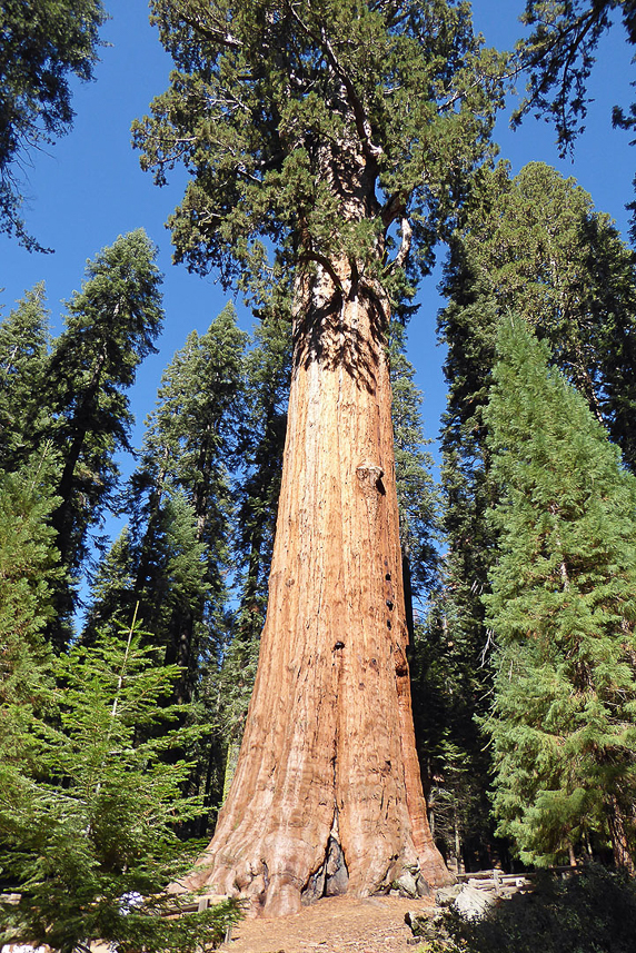 General Sherman tree (2200 years old, 33m m circumreference, 1487 cubic metres)