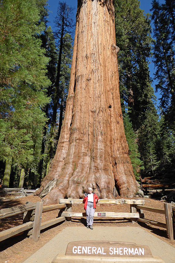 General Sherman tree