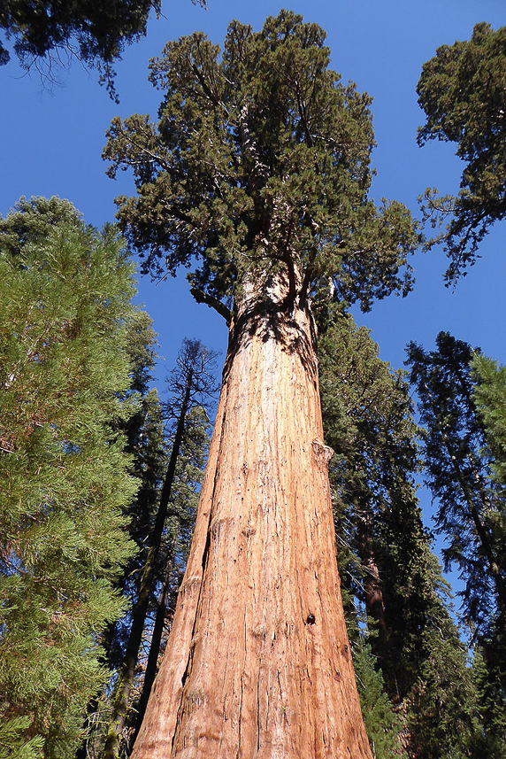 General Sherman tree