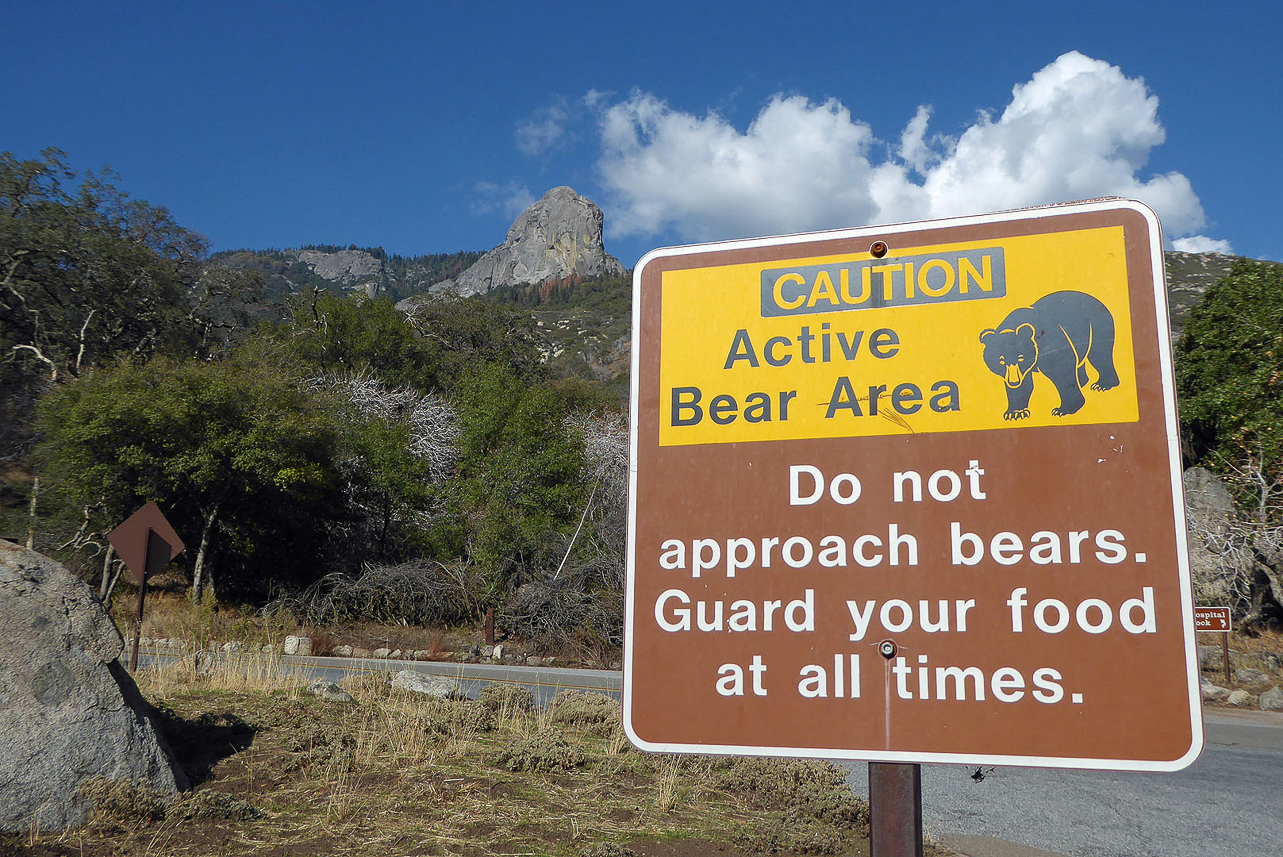 Bear area