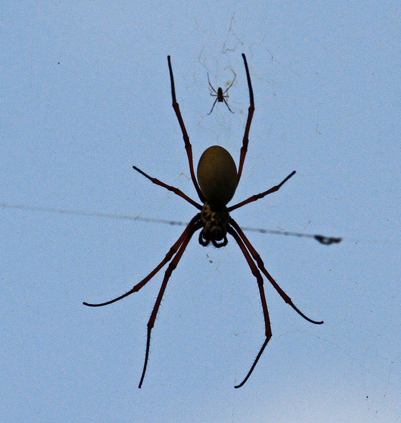 Spider (mother and child ?)