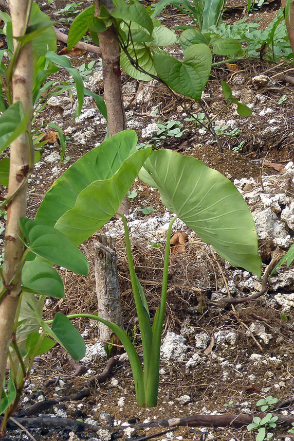 Taro plant.