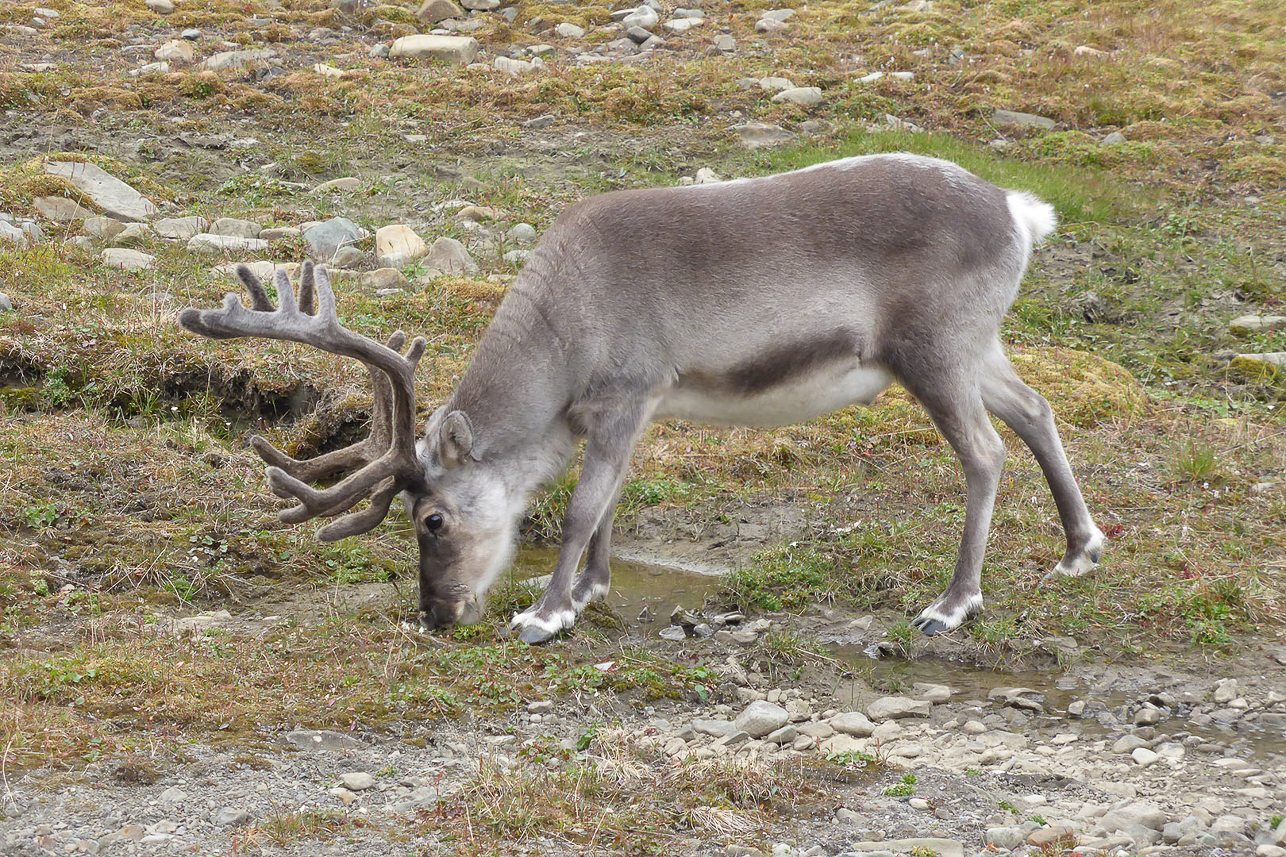 Svalbard reindeer in Longyearbyen.